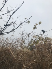 Corvus macrorhynchos
