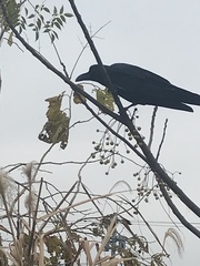 Corvus macrorhynchos