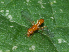 Richardiidae