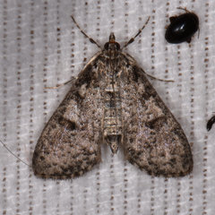 Palpita arsaltealis