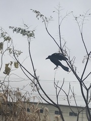 Corvus macrorhynchos