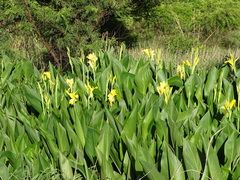 Canna flaccida