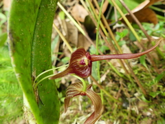 Pleurothallis ruberrima