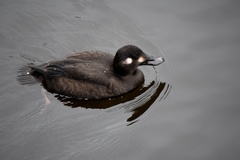 Velvet Scoter photo 6
