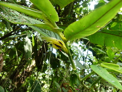 Columnea picta