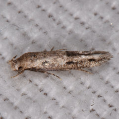 Mompha brevivittella