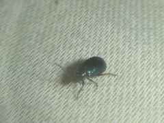 Coleoptera