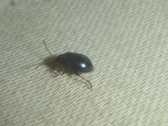 Coleoptera