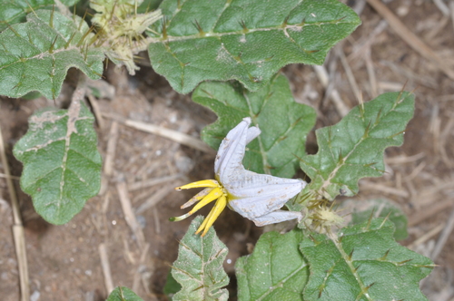 Solanum juvenale