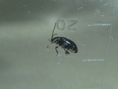 Coleoptera