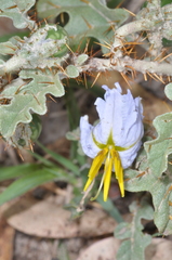 Solanum juvenale