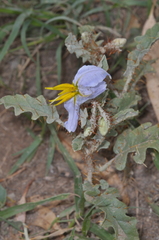 Solanum juvenale