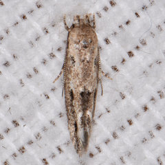 Mompha brevivittella