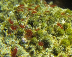 Isozoanthus capensis
