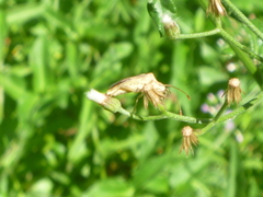 Heteroptera
