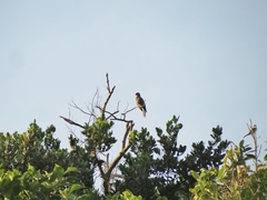 Patagioenas squamosa