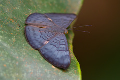 Emesis lucinda
