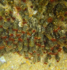 Isozoanthus capensis