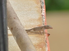 Anolis stratulus