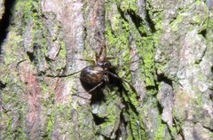 Lepthyphantes minutus