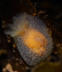 Acanthodoris pilosa