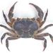 Singlespine River Crab - Photo (c) Rob Palmer, some rights reserved (CC BY-NC-SA), uploaded by Rob Palmer