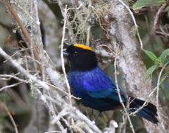 Iridosornis rufivertex