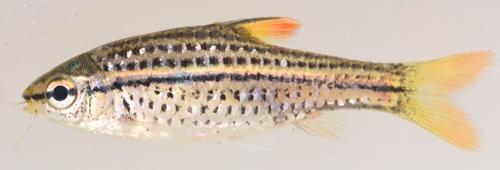 Copperstripe barb (Enteromius multilineatus) — Cyprinidae — 2