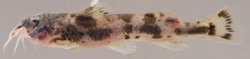 Sand catlet (Zaireichthys brevis) — Amphiliidae