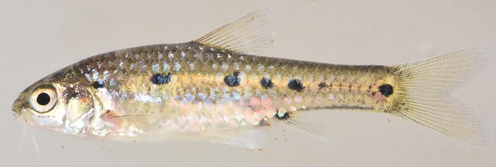 Sidespot barb (Enteromius neefi) — Cyprinidae
