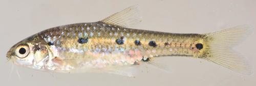 Sidespot barb (Enteromius neefi) — Cyprinidae
