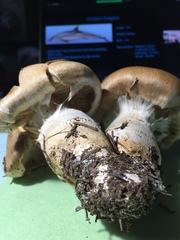 Cortinarius ponderosus