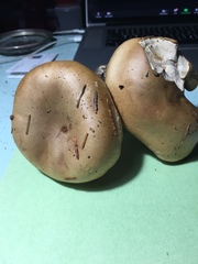 Cortinarius ponderosus