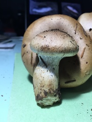 Cortinarius ponderosus