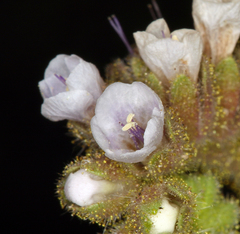 Phacelia anelsonii