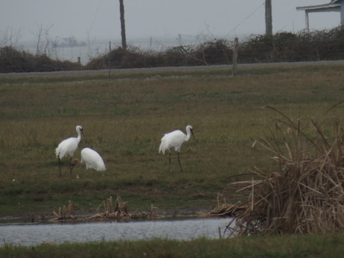 Grus americana