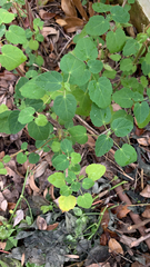 Pavonia lasiopetala