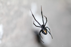 Latrodectus mactans