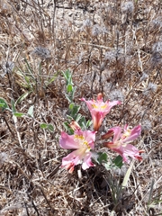 Alstroemeria pulchra