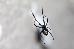 Latrodectus mactans