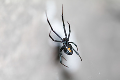 Latrodectus mactans