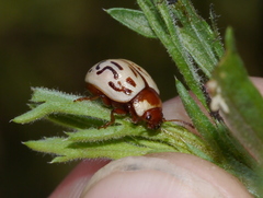 Zygogramma conjuncta pallida