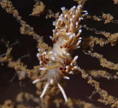 Rubramoena rubescens
