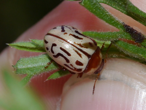 Zygogramma conjuncta photo 2