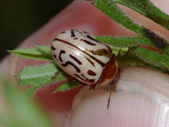 Zygogramma conjuncta pallida