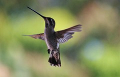 Heliomaster constantii