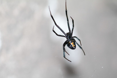 Latrodectus mactans