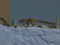 Funambulus pennantii