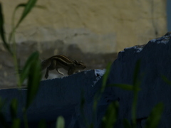 Funambulus pennantii