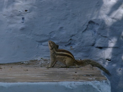 Funambulus pennantii